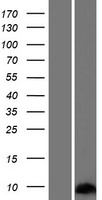 SPRR2G Human Over-expression Lysate