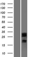 DCUN1D2 Human Over-expression Lysate