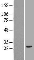 ANXA2R Human Over-expression Lysate