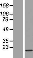 Histone H3.3C (H3F3C) Human Over-expression Lysate