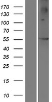 PRAMEF3 Human Over-expression Lysate