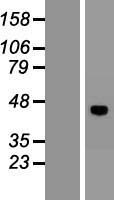 VSIG8 Human Over-expression Lysate