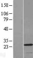 C2orf68 Human Over-expression Lysate