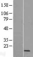FUNDC2P2 Human Over-expression Lysate