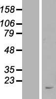 FAM209B Human Over-expression Lysate