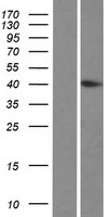 HYKK Human Over-expression Lysate