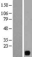 LOC541469 Human Over-expression Lysate