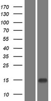 Epigen (EPGN) Human Over-expression Lysate