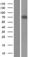 FXR1 Human Over-expression Lysate