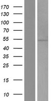 PRAMEF5 Human Over-expression Lysate