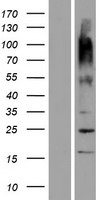 OR9G9 Human Over-expression Lysate