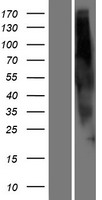 OR2G6 Human Over-expression Lysate