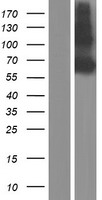 CD239 (BCAM) Human Over-expression Lysate