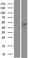 SNX30 Human Over-expression Lysate