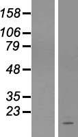 C1orf31 (COA6) Human Over-expression Lysate