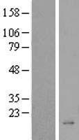 BEX5 Human Over-expression Lysate