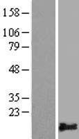 PLAC9 Human Over-expression Lysate