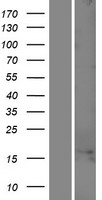 C1orf100 Human Over-expression Lysate