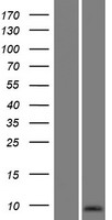 SPANXN5 Human Over-expression Lysate