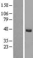 SMPDL3B Human Over-expression Lysate