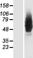 GRINA Human Over-expression Lysate
