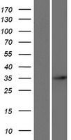 ARGFX Human Over-expression Lysate