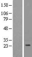 IL32 Human Over-expression Lysate