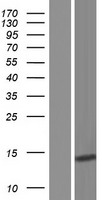 Gastrin Releasing Peptide (GRP) Human Over-expression Lysate