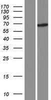 C9orf117 (CFAP157) Human Over-expression Lysate