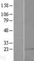 C1orf146 Human Over-expression Lysate