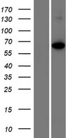 Shugoshin (SGO1) Human Over-expression Lysate