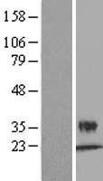 Kallikrein 6 (KLK6) Human Over-expression Lysate
