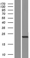 C1orf84 Human Over-expression Lysate
