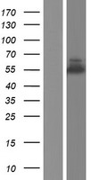 SSH3BP1 (ABI1) Human Over-expression Lysate