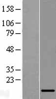 LINC01561 Human Over-expression Lysate