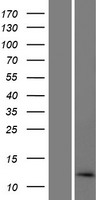 LINC01588 Human Over-expression Lysate