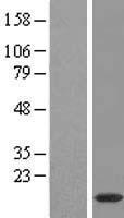 PPDPFL Human Over-expression Lysate