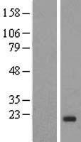 IGF2 Human Over-expression Lysate