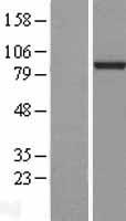 L3MBTL3 Human Over-expression Lysate