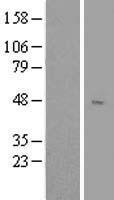 MAEA Human Over-expression Lysate