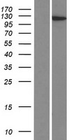 SFRS14 (SUGP2) Human Over-expression Lysate