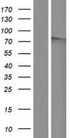 BTBD11 Human Over-expression Lysate