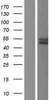PCK2 Human Over-expression Lysate