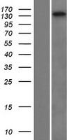FRMPD2 Human Over-expression Lysate