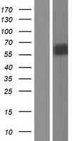 TrkB (NTRK2) Human Over-expression Lysate