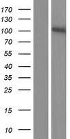 TrkB (NTRK2) Human Over-expression Lysate