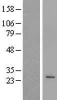 POLR3H Human Over-expression Lysate
