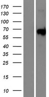MAP3K19 Human Over-expression Lysate