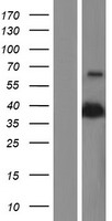 PON2 Human Over-expression Lysate