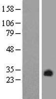Pirin (PIR) Human Over-expression Lysate